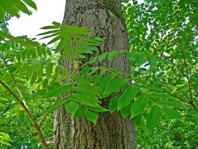 Feuilles multi-folioles du Juglans cinerea