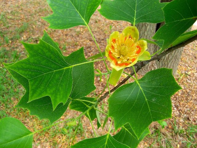 Feuilles à quatre lobes du Tulipier