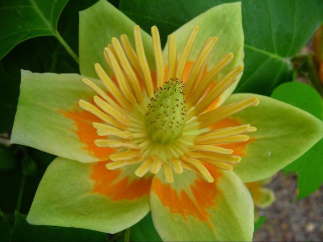 Les fleurs du Liriodendron tulipifera rappellent la tulipe