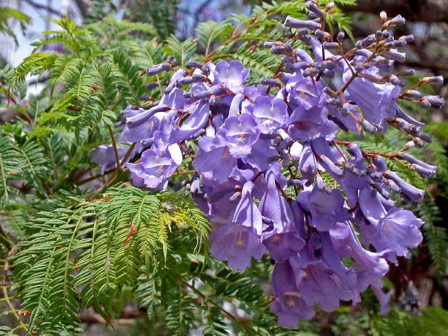 Les fleurs du Jacaranda dégagent une odeur nauséabonde lors de leur décomposition