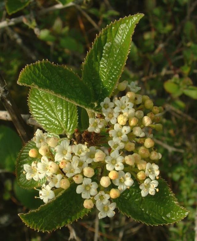 Les petites fleurs de la viorne poussent en grappes