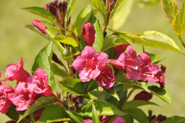 Les fleurs du weigela ont une forme de clochette allongée