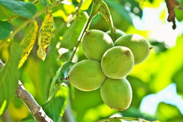 Le fruit du noyer tendre est comestible