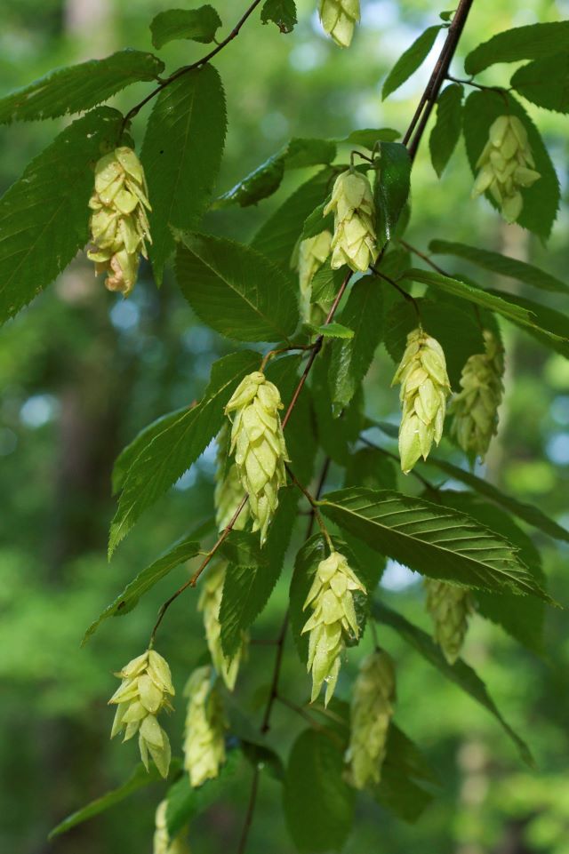 Le fruit de l'ostrya virginiana au début de son cycle de vie