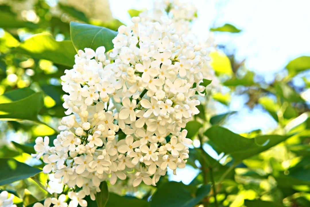 Variété du lilas japonais appelée Ivory Silk