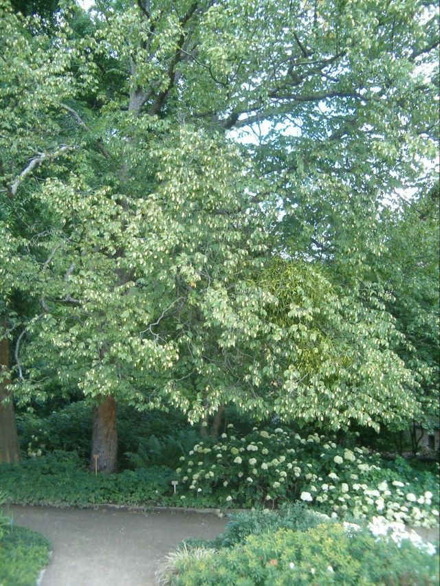 L'ostrya de Virginie est aussi connu sous le nom de «Bois de fer»