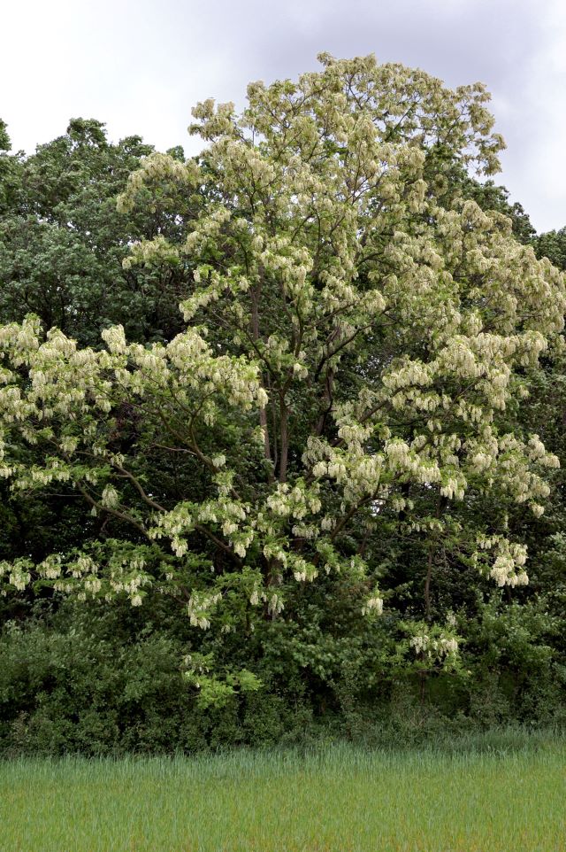 Spécimen mature en floraison - Robinier à Montréal