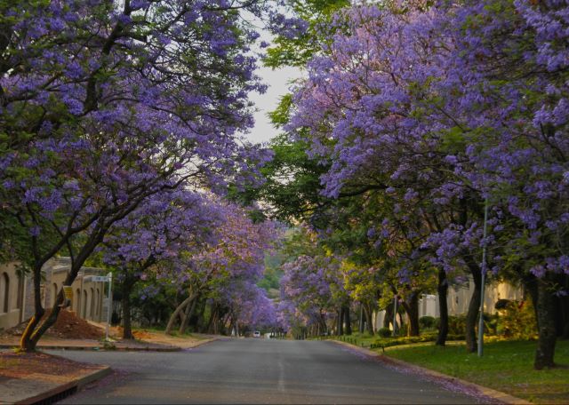 Une rue de Floride ornée de Jacaranda en période de floraison