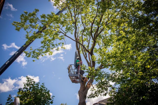 Travaux arboricoles à la grue - Mont-Royal, Montréal