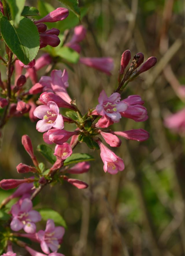 Le weigela de Floride n'est pas adapté aux régions au nord de Montréal