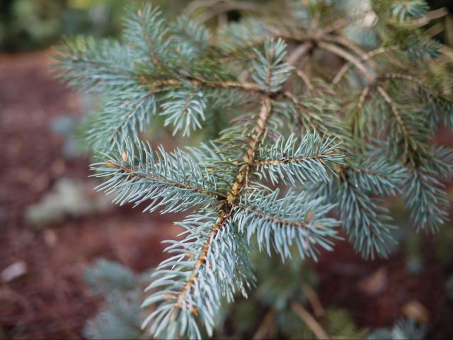 Aiguilles bleutées et pointues - Picea pungens