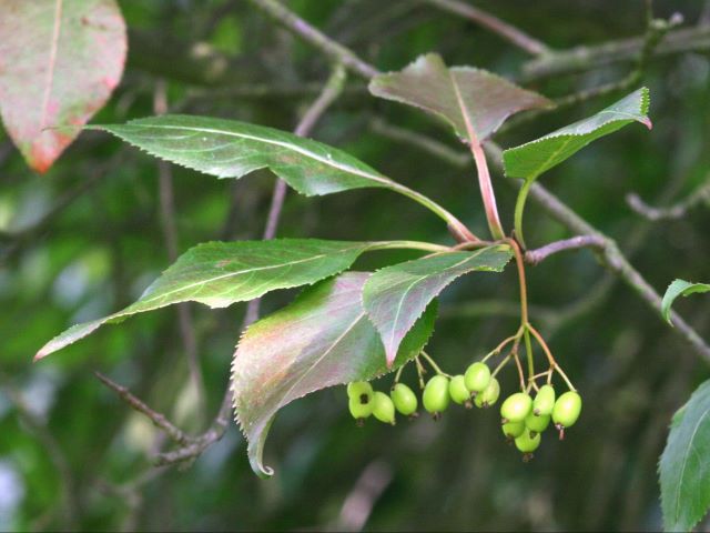 Baies de la viburnum lentago