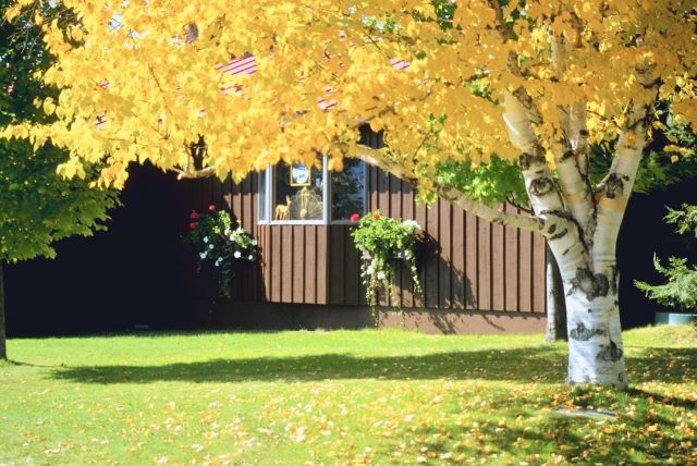 Betula papyrifera en automne à Laval