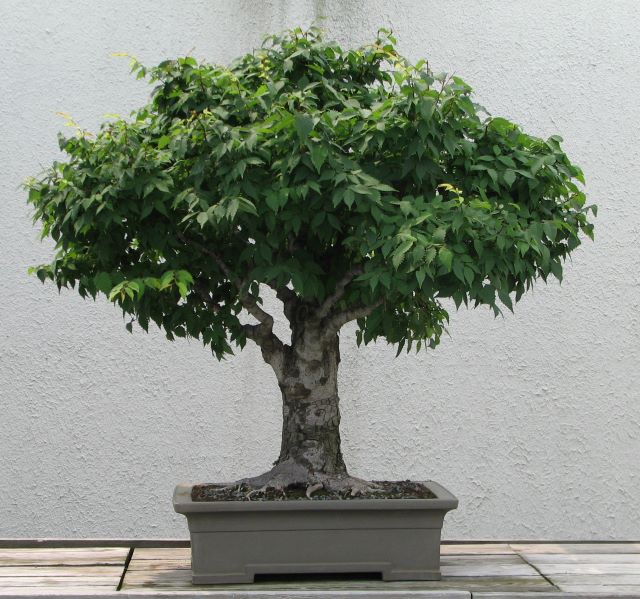 Bonzaï Zelkova serrata pour culture intérieure au Québec