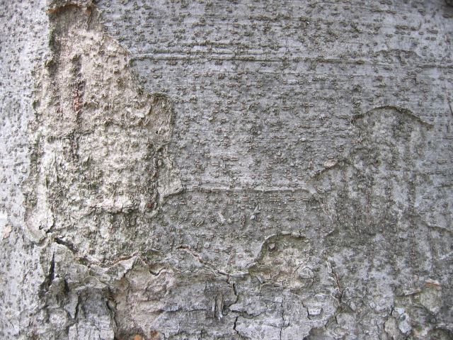 Écorce du Zelkova du Japon