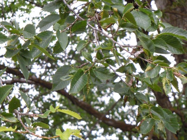 Ulmus americana - Feuillage dense