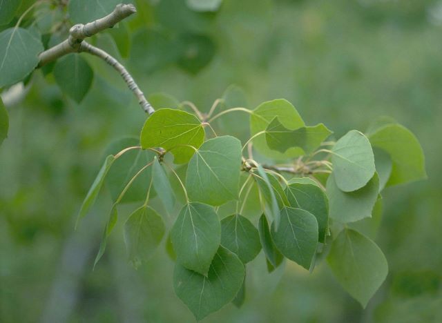 Feuilles arrondies du peuplier faux-tremble