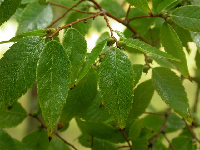 Feuilles semblables à celles de l'orme d'Amérique