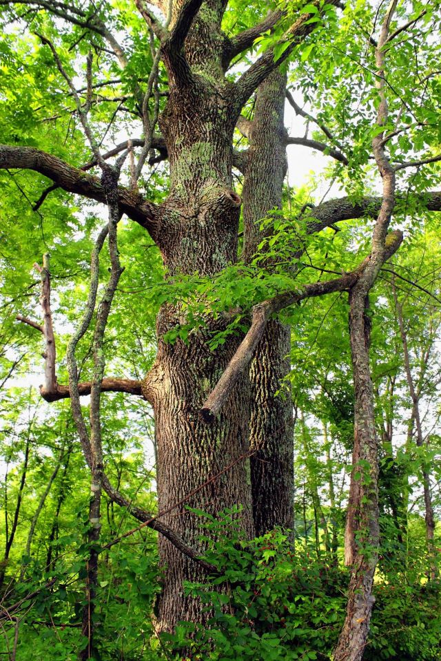 Maladies du feuillages des arbres - Causes et traitements - Arboplus