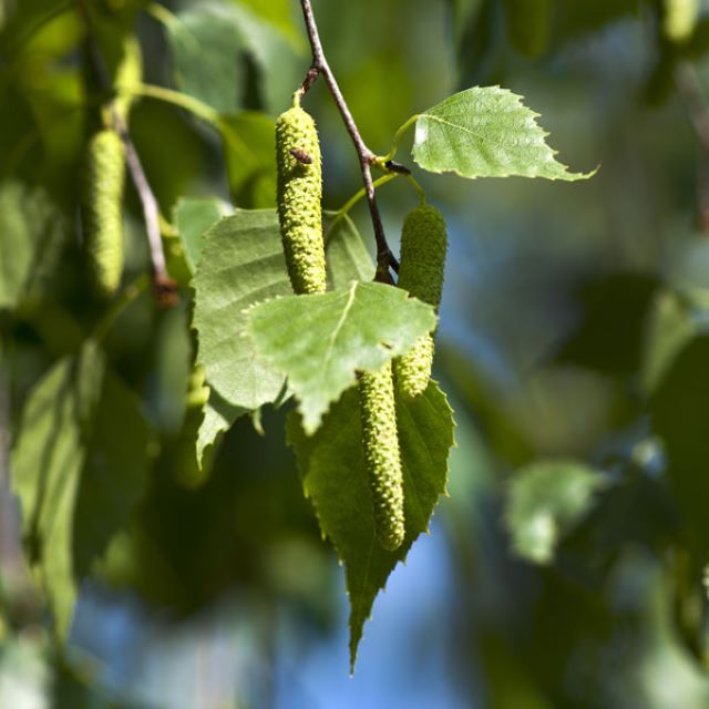 Fruits du bouleau à papier du Canada