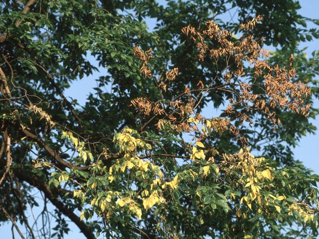 Maladie hollandaise de l'orme - Dutch elm disease