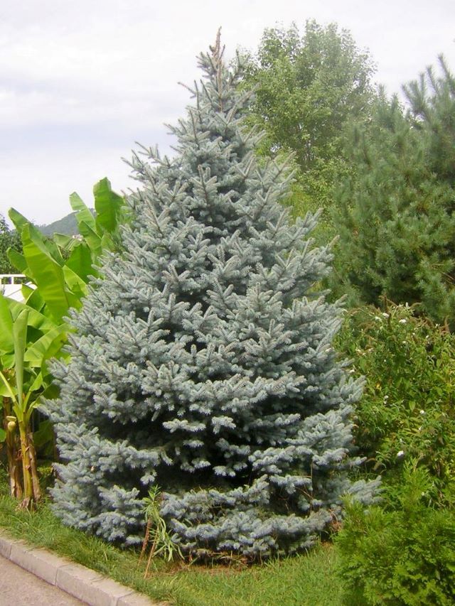 Arrangement ornemental à Montréal avec une épinette bleue du Colorado