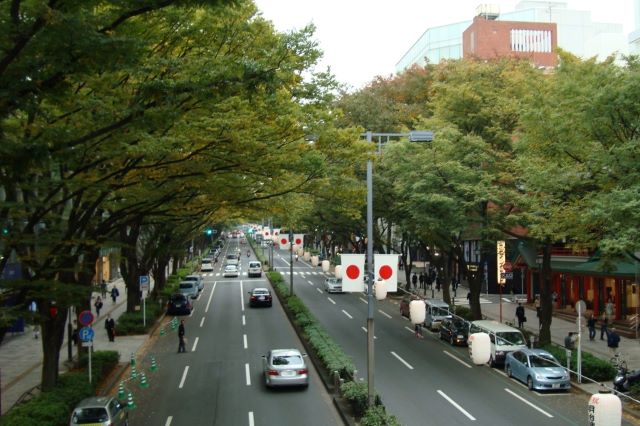 Zelkova matures dans une rue au Japon