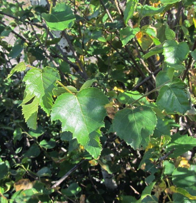 Betula populifolia - Feuilles en forme de flamme