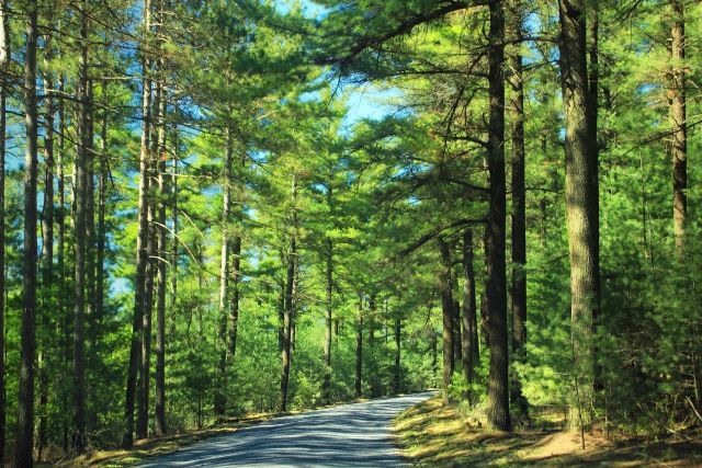 Forêt de pins blancs au nord du Québec