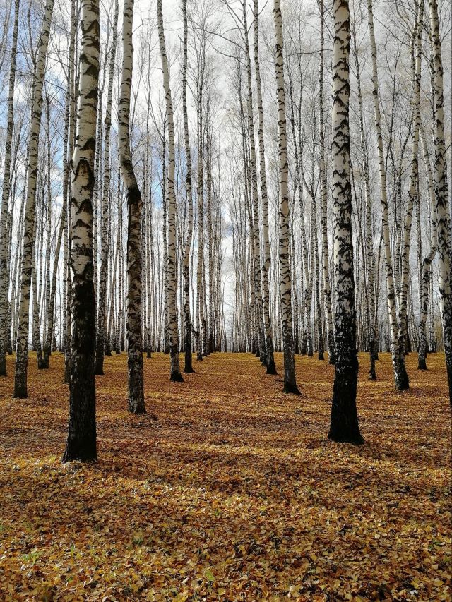 Plantation de bouleaux gris parfaitement alignés - Canada