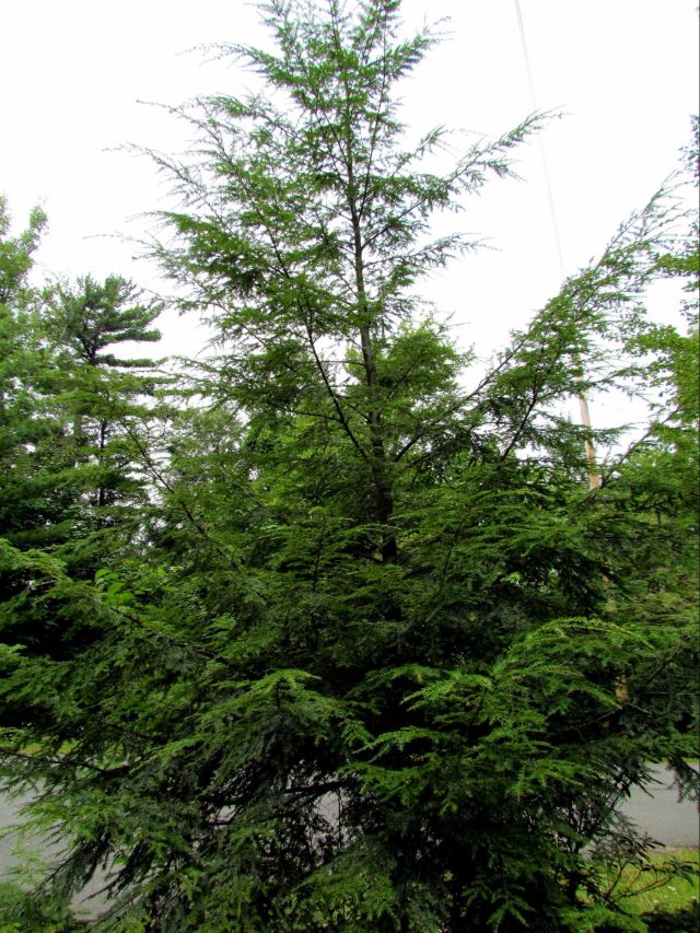 Spécimen Picea rubens - Laval, Québec
