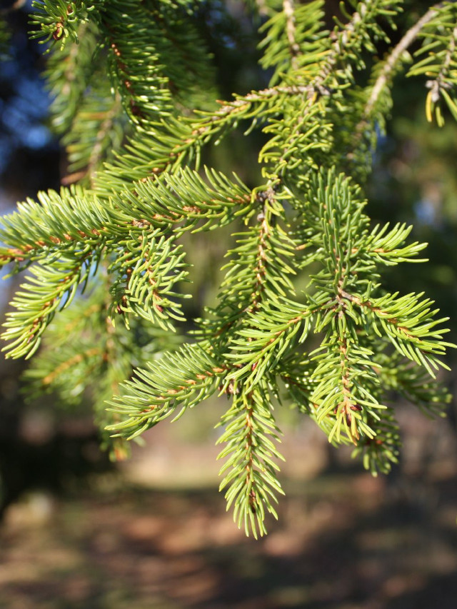 Spécimen Picea rubens - Laval, Québec