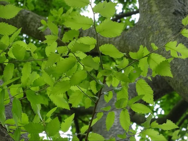 Feuilles dentées de l'orme de Sibérie