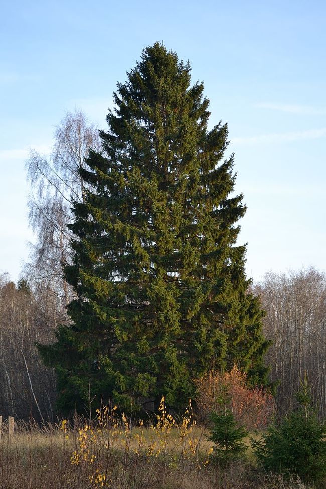 Épinette de Norvège mature sur la rive nord de Montréal