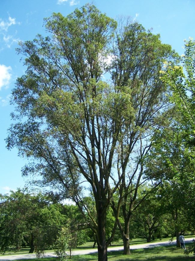 Siberian Elm - Ulmus pumila - orme de Sibérie