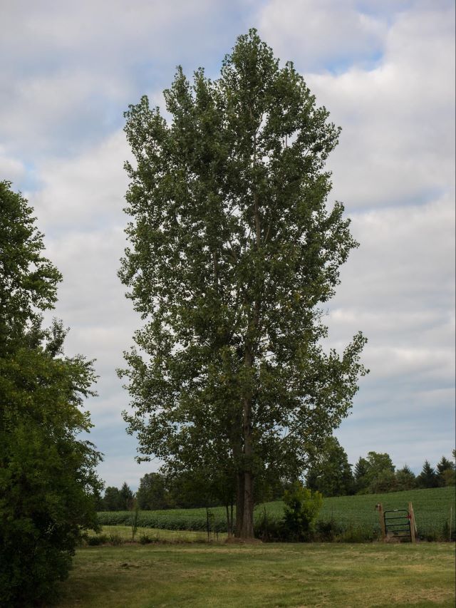 Populus deltoïdes - Québec, Canada