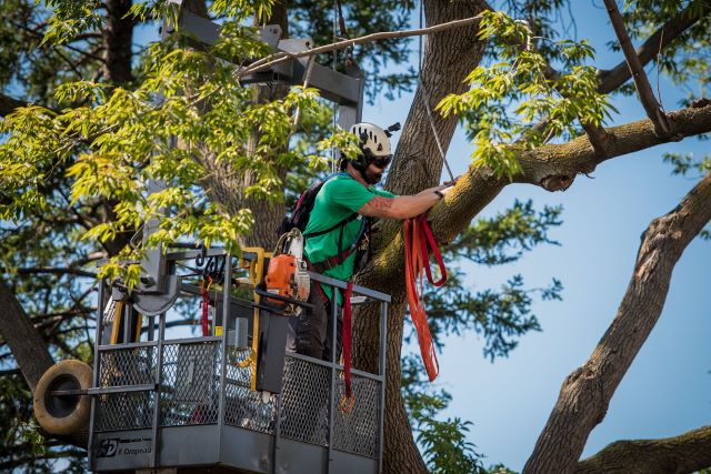 Abattage d'un arbre dans un endroit restreint - Utilisation de la grue