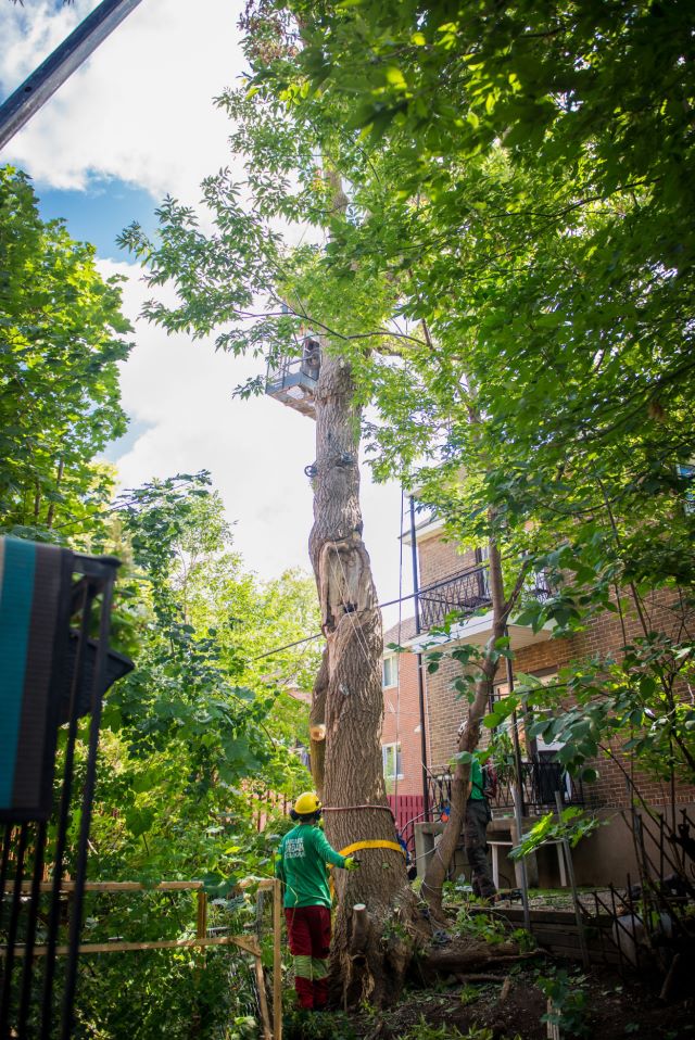 Arbre dangereux entre deux immeubles à Montréal