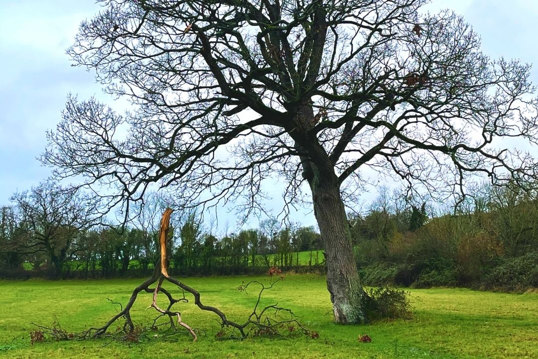 Chute d'une grosse branche morte et fragilisée