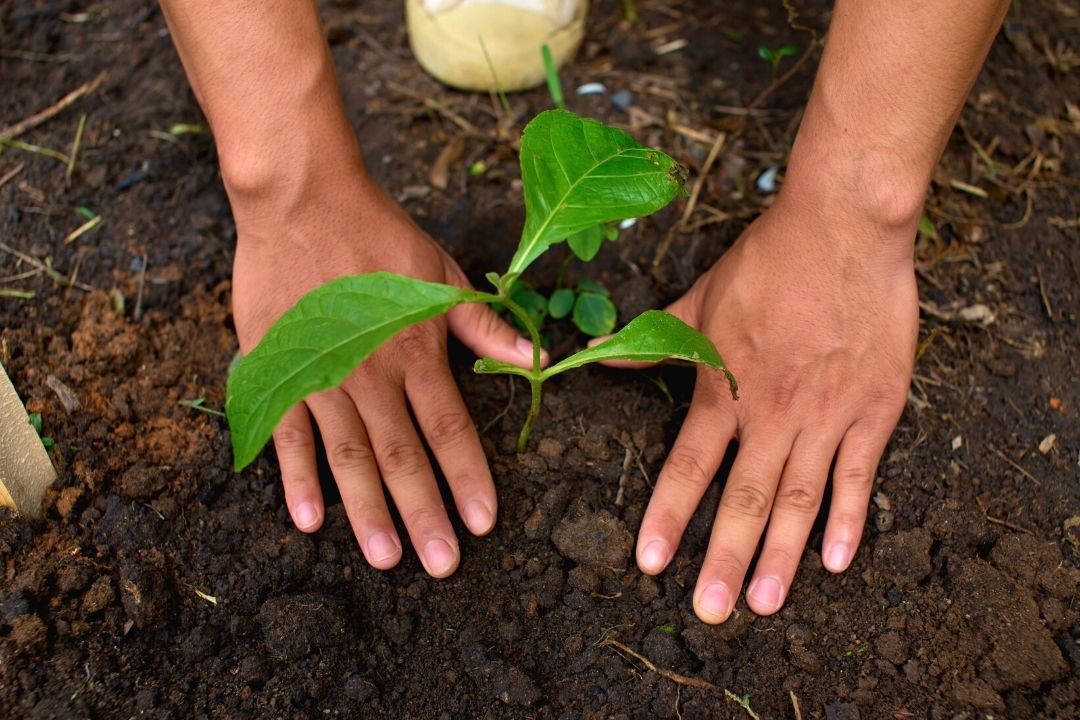 Planter l'arbre dans un sol fertile