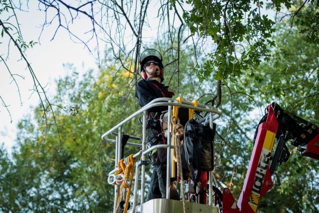 Travaux arboricoles avec une nacelle araignée