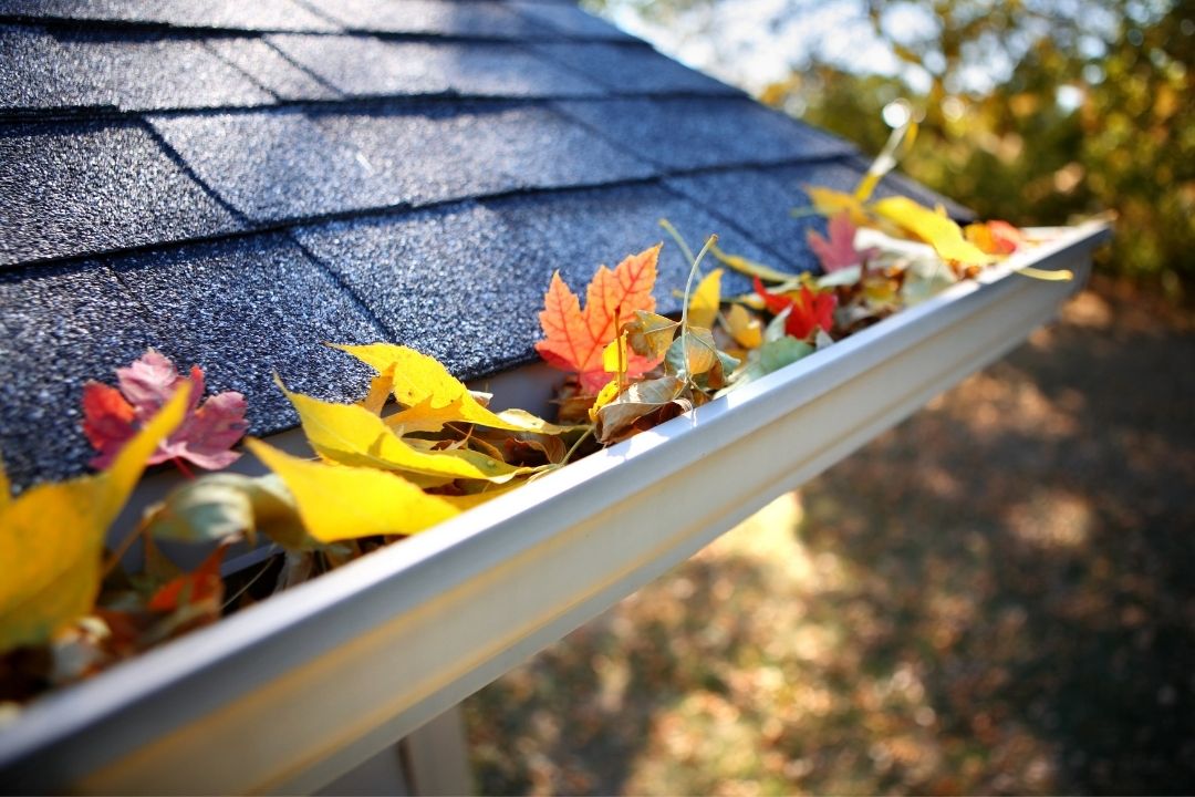 Feuilles mortes dans une gouttière l'automne venu