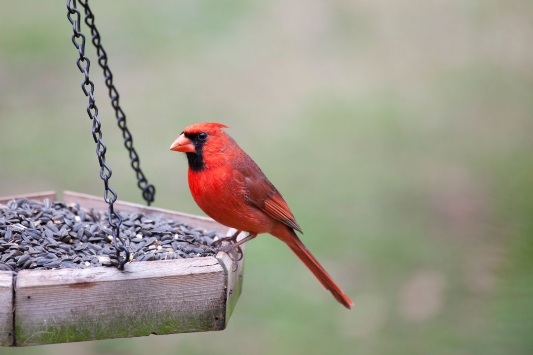 Installez une mangeoire et observez les oiseaux en famille