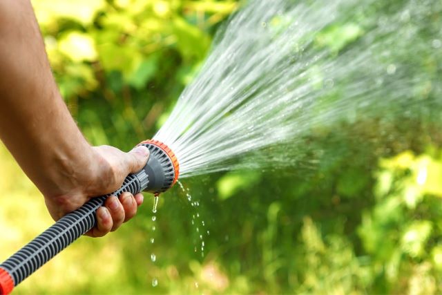 Arrosage abondant pour des cèdres bien denses