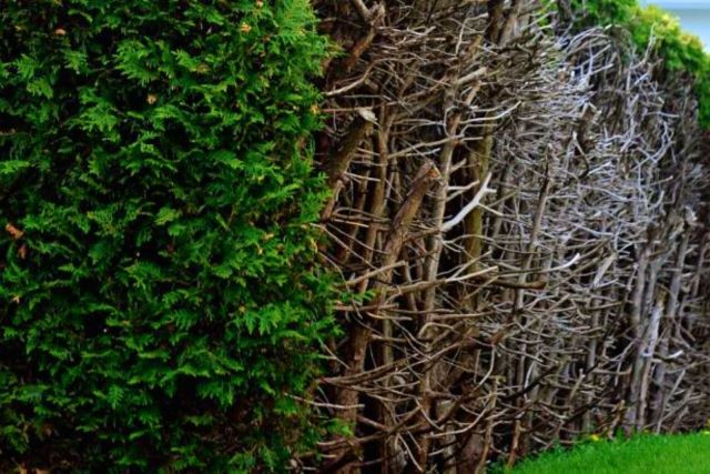 Exemple d'une haie de cèdres mal entretenue