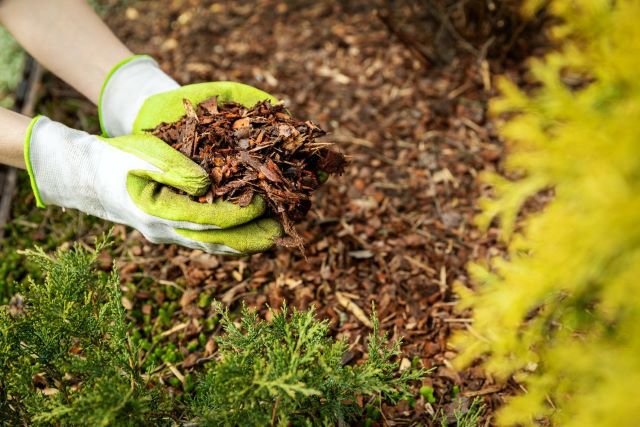 Le paillis garde le sol humide et prévient les mauvaises herbes