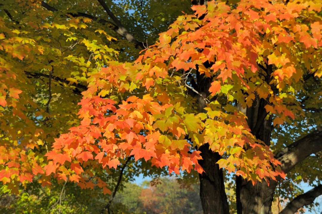 Acer saccharum - Érable à sucre en automne au Québec