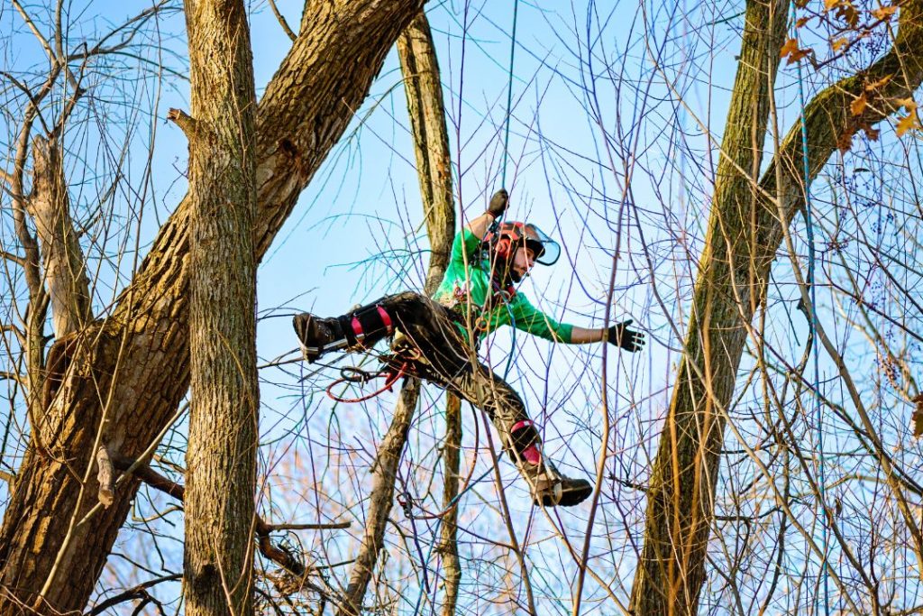 Un arboriste grimpeur en déplacement dans un grand arbre