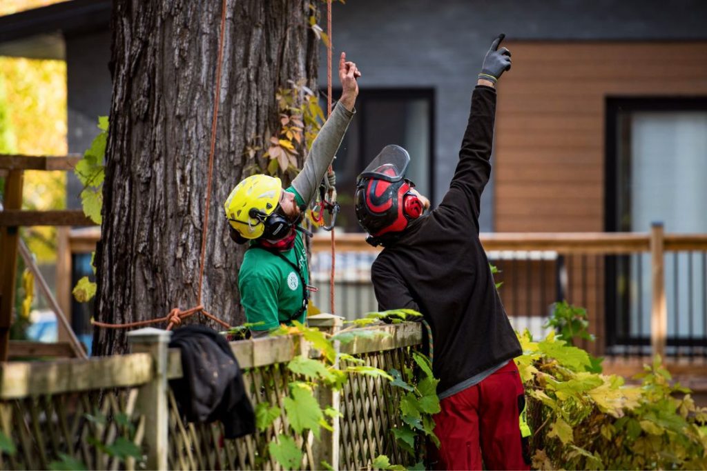 L'arboriste est en formation continue et doit rester à jour dans ses techniques