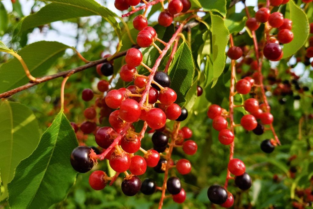 Les fruits du cerisier tardif sont rouges foncées une fois à maturité